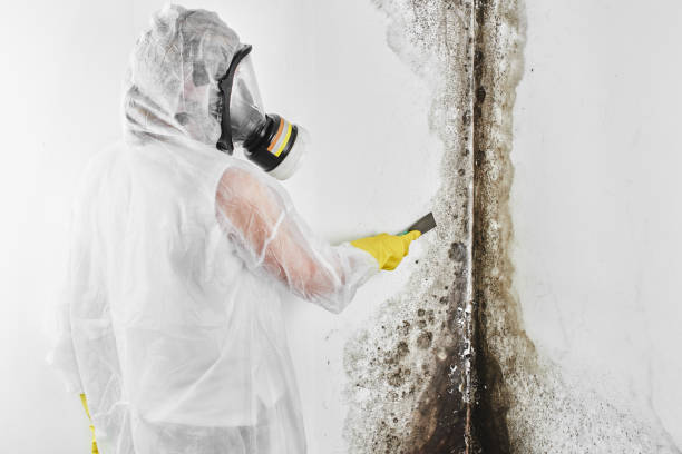 Best Mold Removal Process  in , SD
