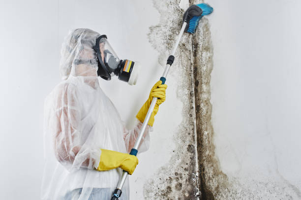 Best Commercial Mold Removal  in , SD