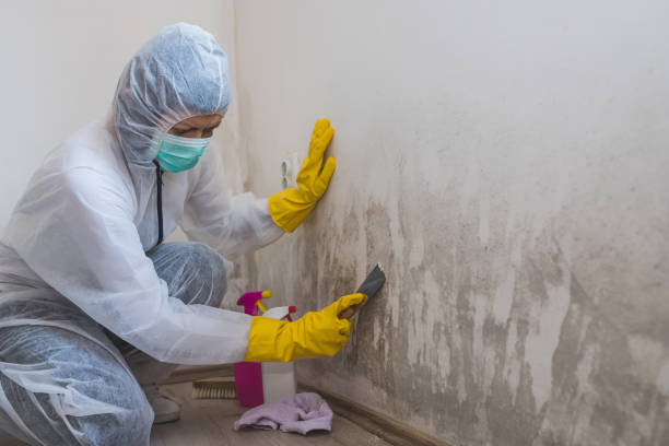 Best Attic Mold Removal  in , SD