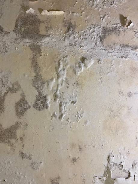 Best Affordable Mold Removal  in , SD