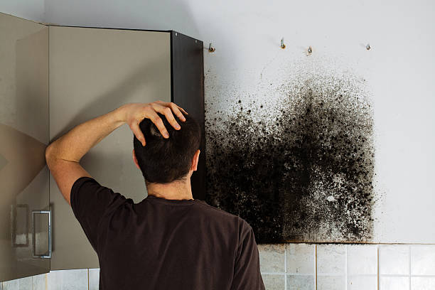 Best Certified Mold Removal  in , SD
